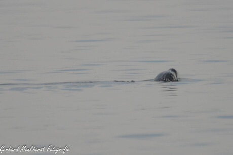 Groep Zeehonden