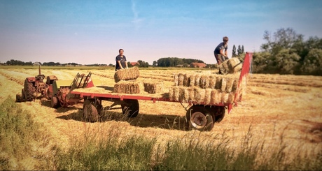 Traditioneel hooi binnen halen