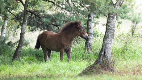 Jonge Exmoorpony 