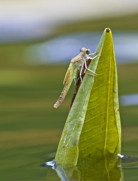 Uitgeslopen juffertje. 1.