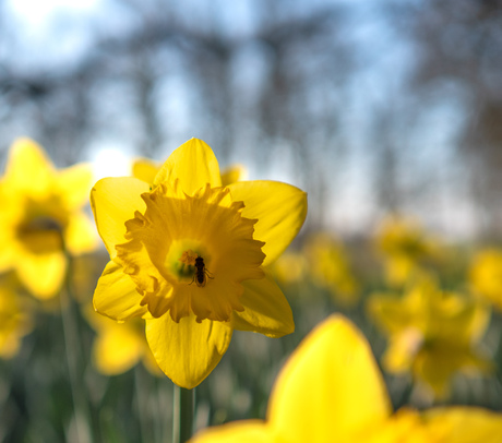Narcis met insect