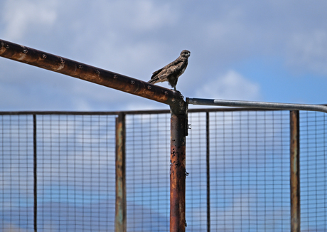 Roodstaart Buizerd