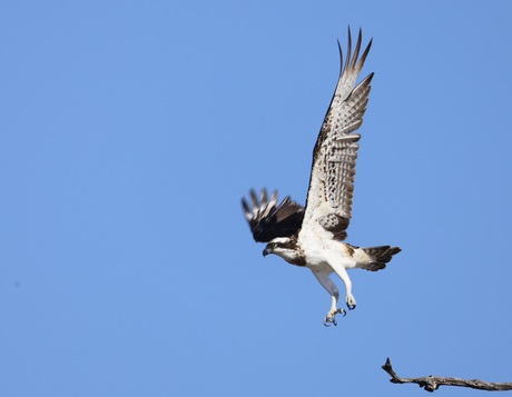 Eagle Power