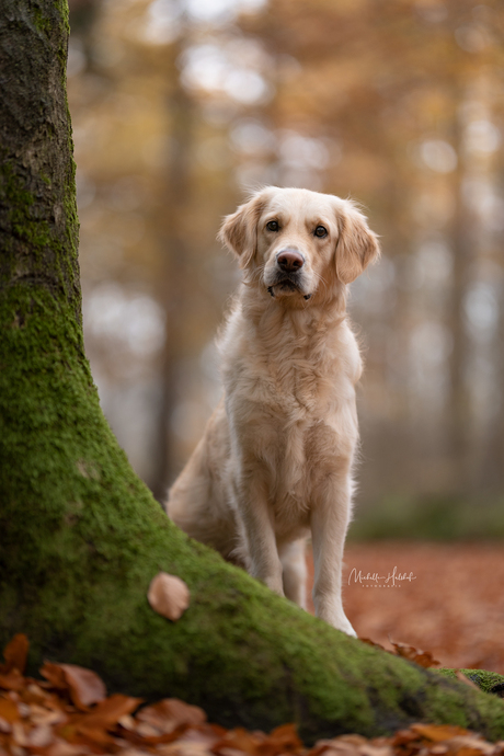 Golden Autumn