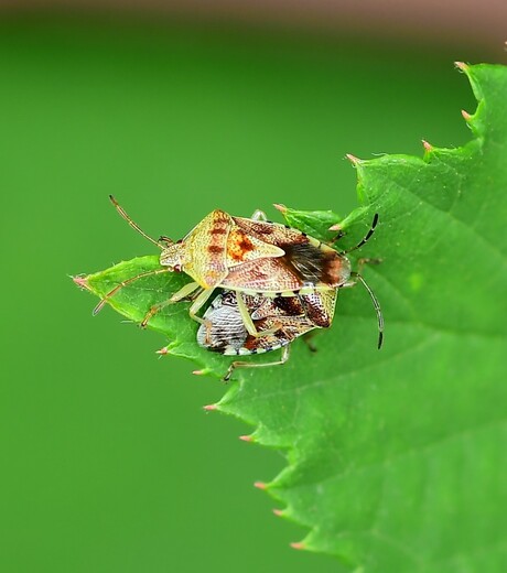 Een beetje in de war
