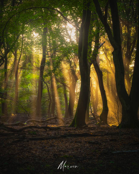 The place beyond the tree