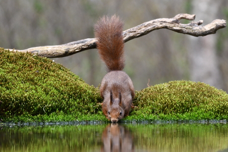 Drinkende eekhoorn