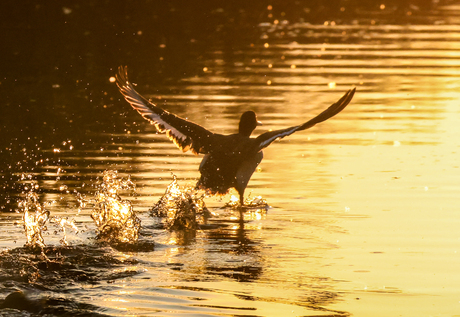 Running to the light