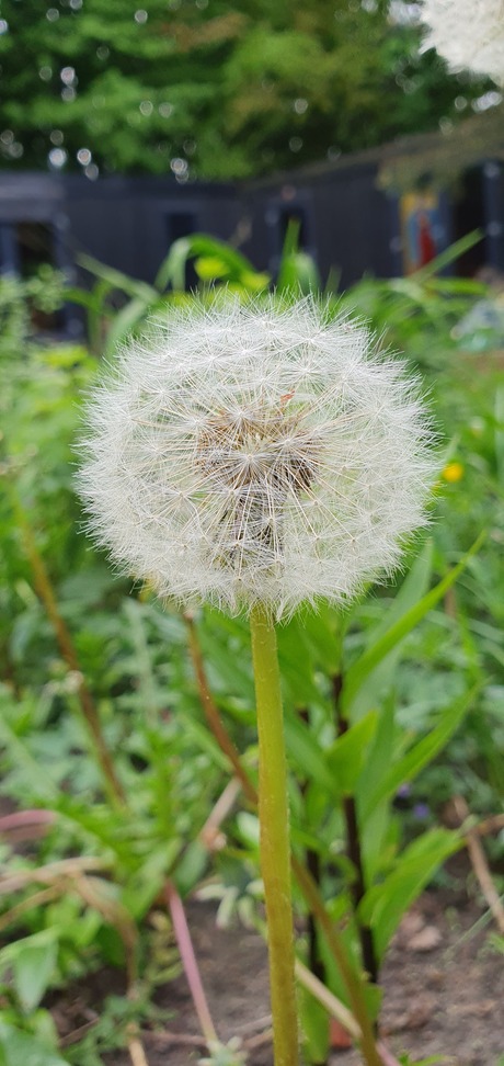 Pluisjes van de paardebloem