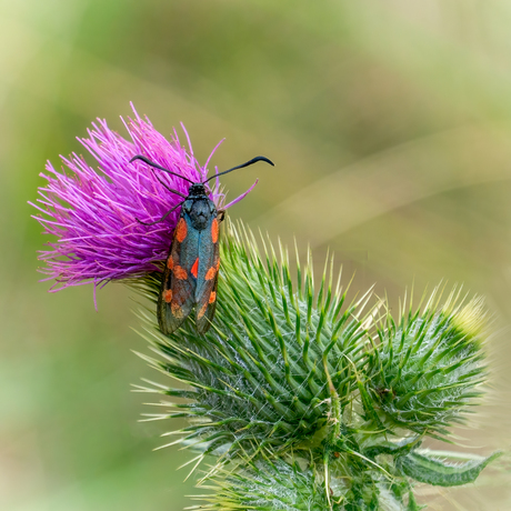 sint jansvlinder op distel