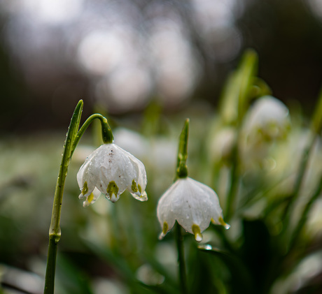 Lenteklokje in de regen