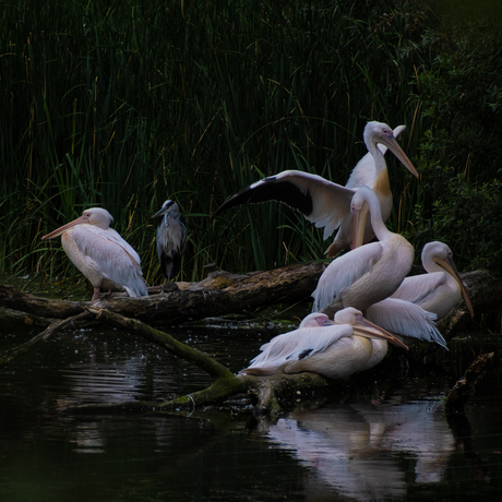 Reiger zoekt een visplekje