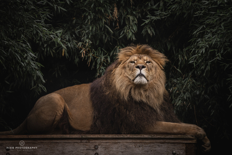 Leeuw Simba in Landgoed Hoenderdaell tussen de bladeren