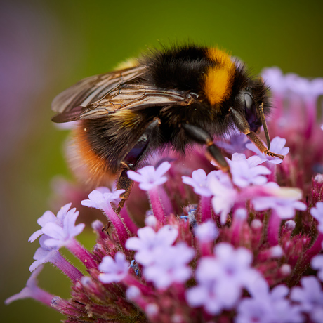 Bee...