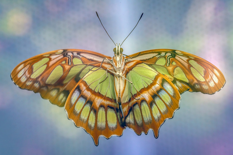 Siproeta stelenes