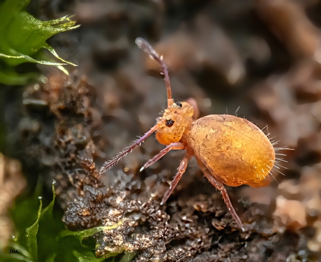 Ze zijn er nog. Springstaartje