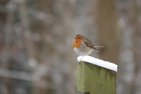 Roodborstje in de sneeuw
