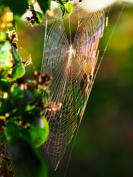 Spinnenweb