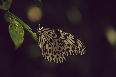 Vlinder in Sinharaja 