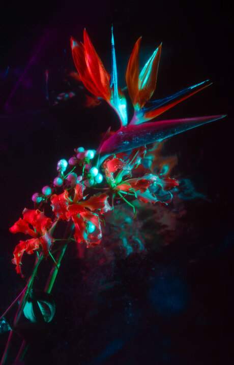 Neon stilleven