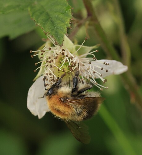 Akkerhommel