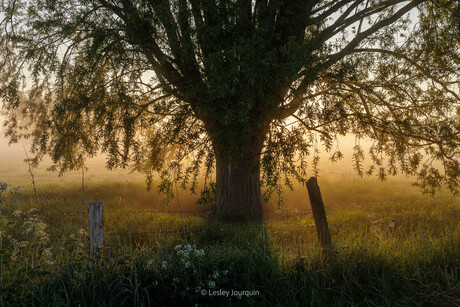 Ochtendlicht onder de knotwil