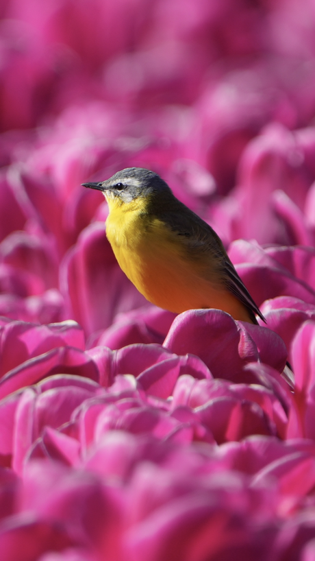 Gele kwikstaart op de tulpen 