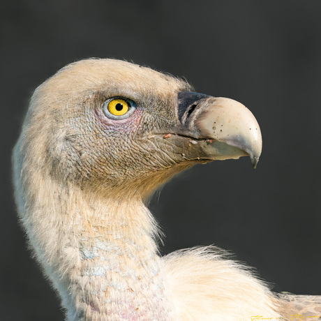 Vale gier; Griffon Vulture