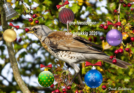 Kerstvo,,. eh kramsvogel