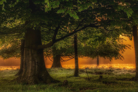 Zonsopkomst in het bos