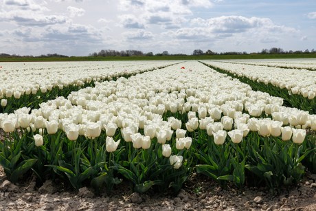 Wit met rode stippen