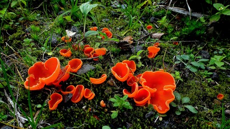 Grote oranje bekerzwam.