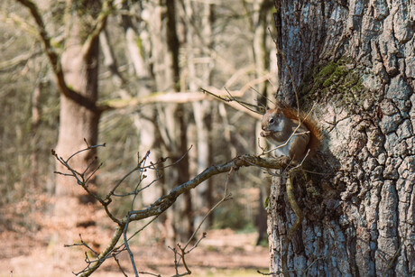 Eekhoorn
