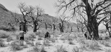 Op de foto voor een Baobap boom