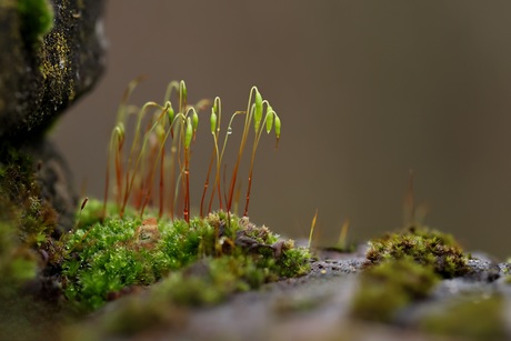 Secret life of moss