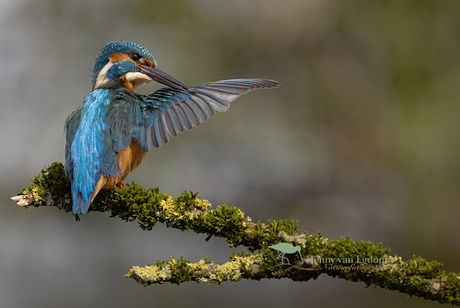 Poetsende IJsvogel