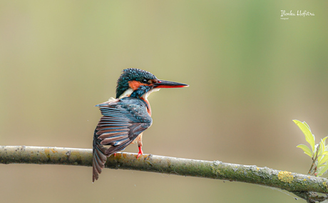 Ijsvogel