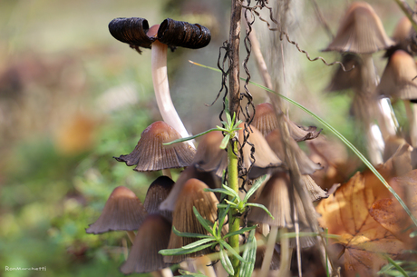 Paddenstoelen in de AWD