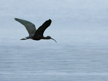 ZWARTE IBIS