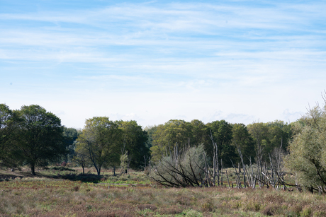 Vlaardingen, Broekpolder
