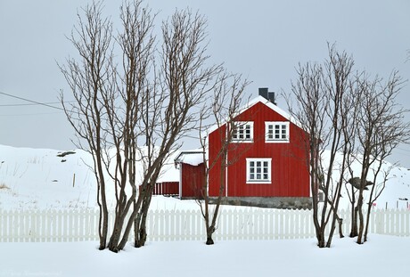Norwegian Red