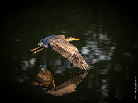 Vogel in vlucht.