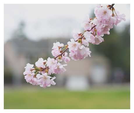 Een tak vol bloemen