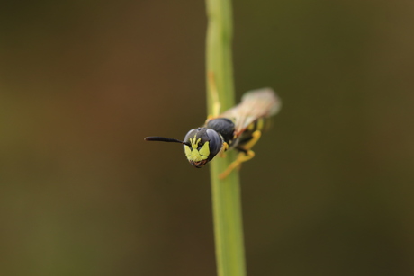 Philanthus triangulum