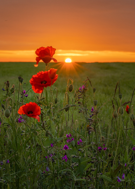 Where the wild poppies grow