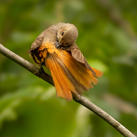  Gekraagde Roodstaart 