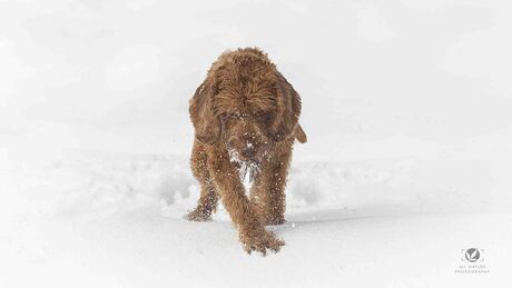 Winterse Pret