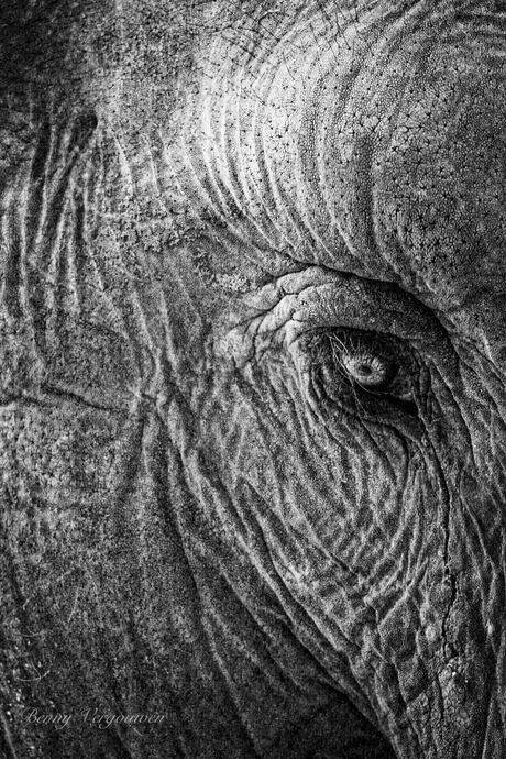 Close-up Afrikaanse olifant 