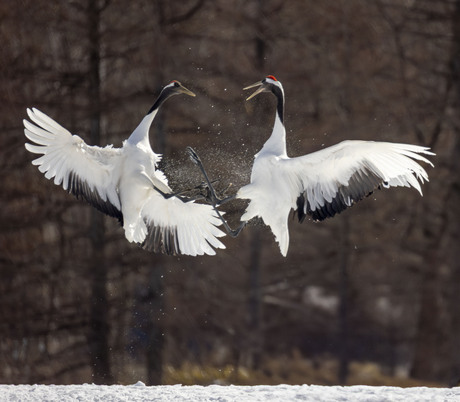 Red Crowned Cranes 