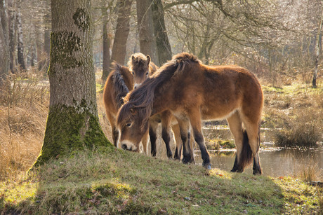 Exmoorpony's